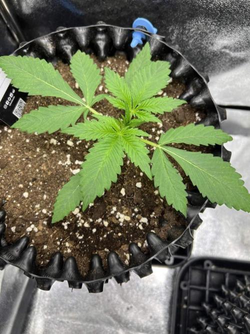 Lemon AK & Tropicana Cookies 60x60x180. Week 2 - T.C End of week 2