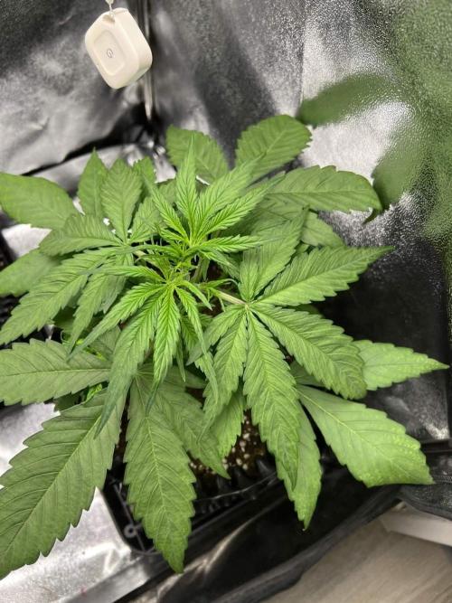 Lemon AK & Tropicana Cookies 60x60x180. Week 3 - L.ak before LST