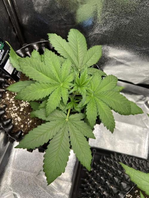 Lemon AK & Tropicana Cookies 60x60x180. Week 3 - T.C before LST