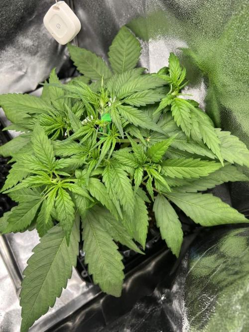 Lemon AK & Tropicana Cookies 60x60x180. Week 3 - L.AK after very low LST