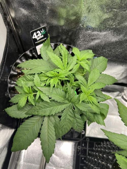Lemon AK & Tropicana Cookies 60x60x180. Week 3 - T.C after very low LST