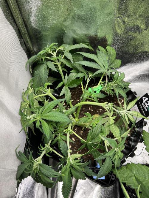 Lemon AK & Tropicana Cookies 60x60x180. Week 4 - Tropicana cookies, small and bushy 