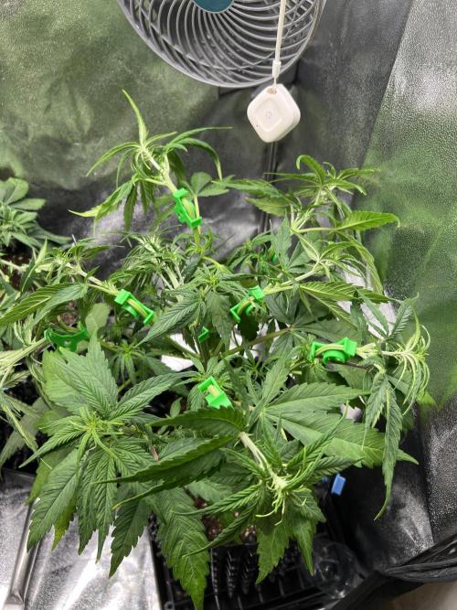 Lemon AK & Tropicana Cookies 60x60x180. Week 4 - Lemon ak, quite tall performing much better currently 