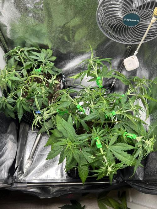 Lemon AK & Tropicana Cookies 60x60x180. Week 4 - Side by side, I elevated the Tropicana cookies in the back with a pan ^^
