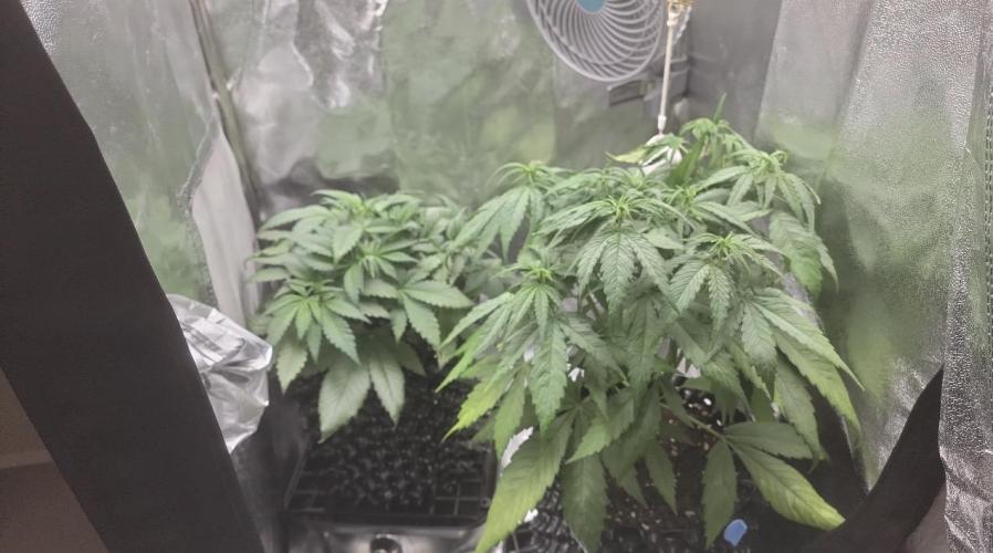 Lemon AK & Tropicana Cookies 60x60x180. Week 4 - I was in holidays so this picture was taken by my neighbour shortly before LST
