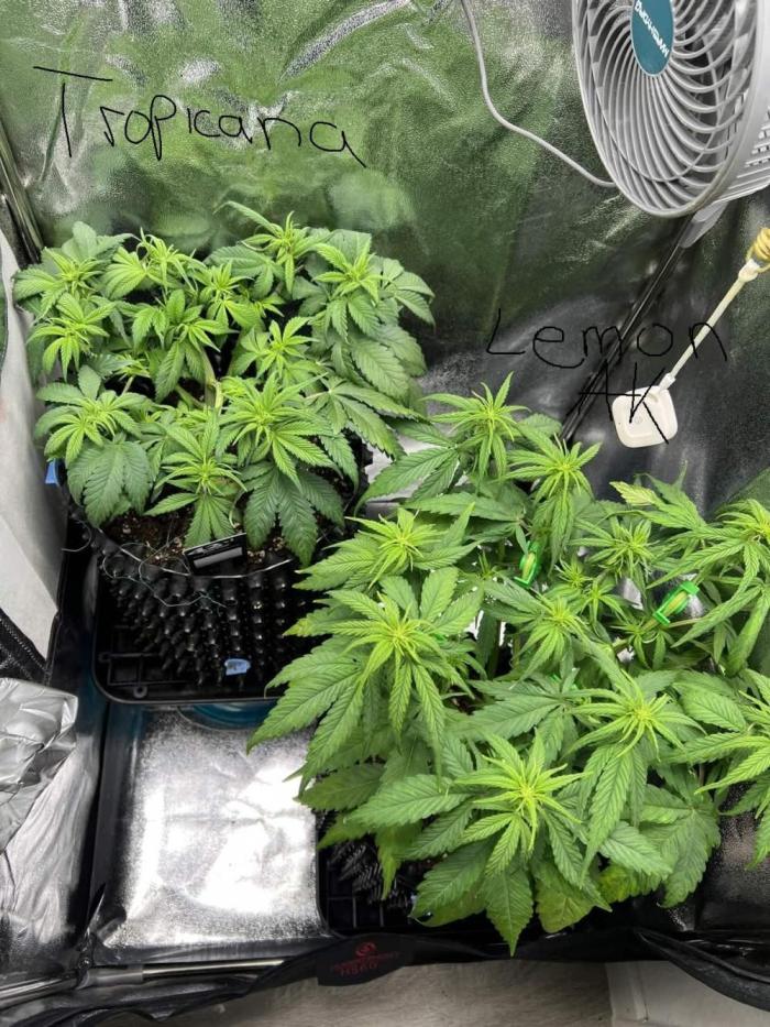 Lemon AK & Tropicana Cookies 60x60x180. Week 5