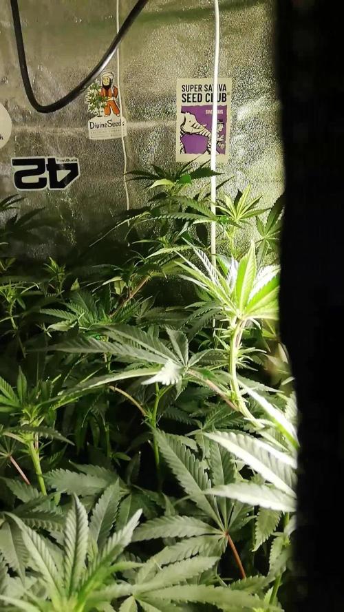 Sherbet Bananas🍌, Barney's Farm