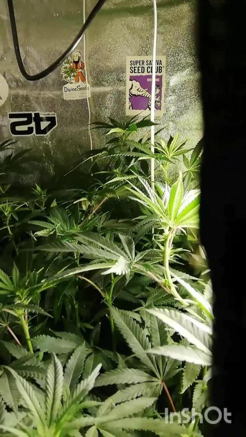 Sherbet Bananas🍌, Barney's Farm