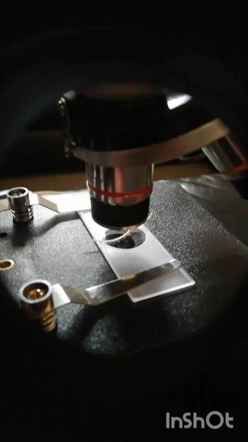 Mothers Little Runtz