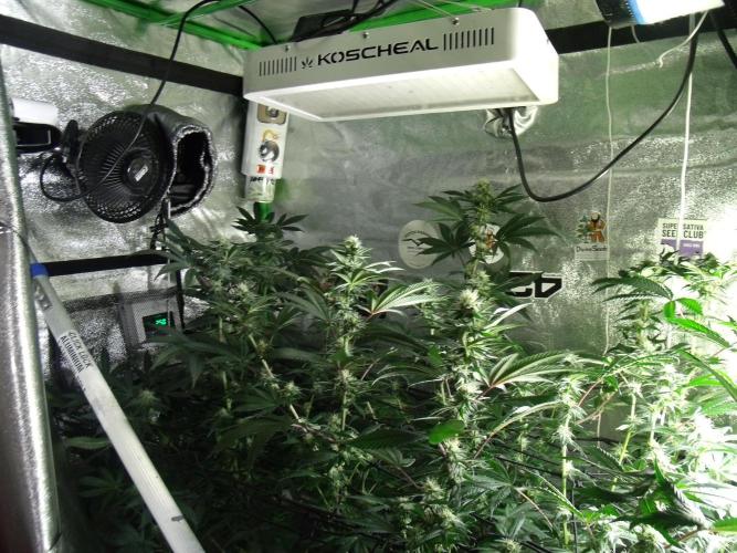 Sherbet Bananas🍌, Barney's Farm. Week 14