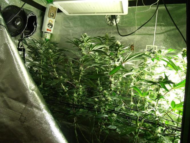 Sherbet Bananas🍌, Barney's Farm. Week 14