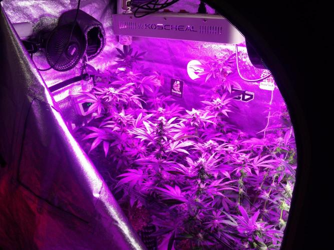 Sherbet Bananas🍌, Barney's Farm. Week 14