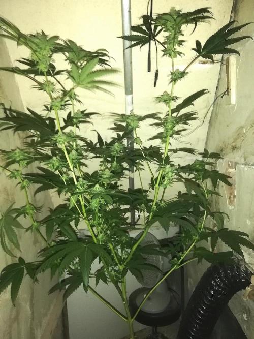 Mother of all Runtz. Week 11