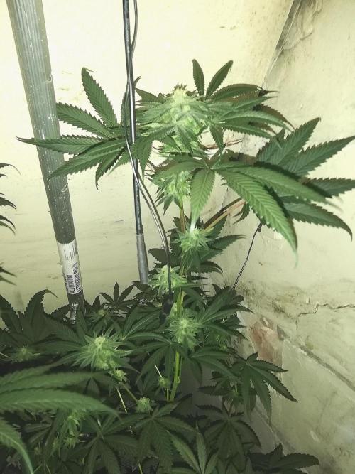 Mother of all Runtz. Week 11