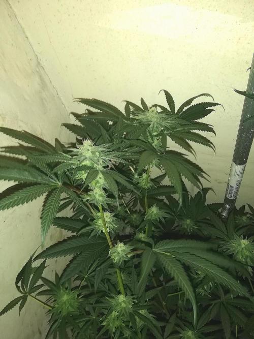 Mother of all Runtz. Week 11