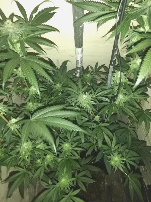 Mother of all Runtz. Week 11