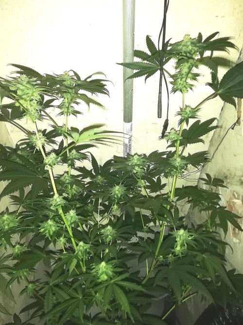 Mother of all Runtz. Week 11