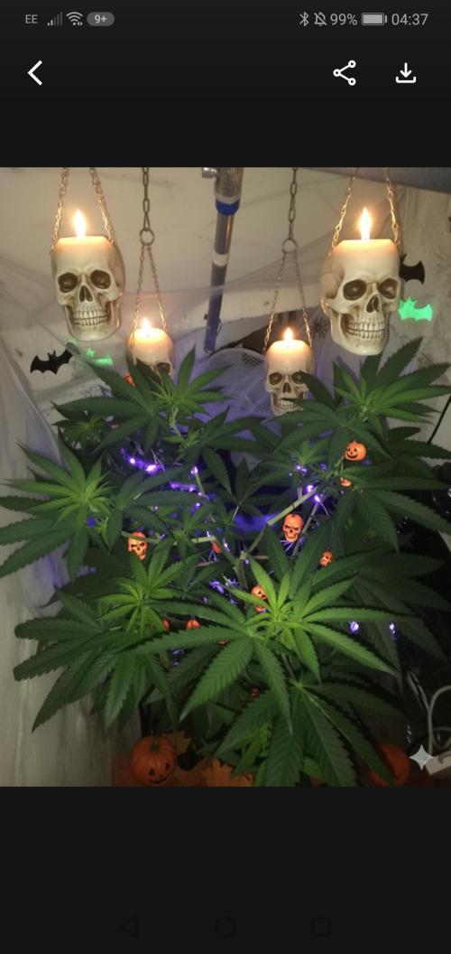 Lemon Cherry Runtz 100W LED. Week 7