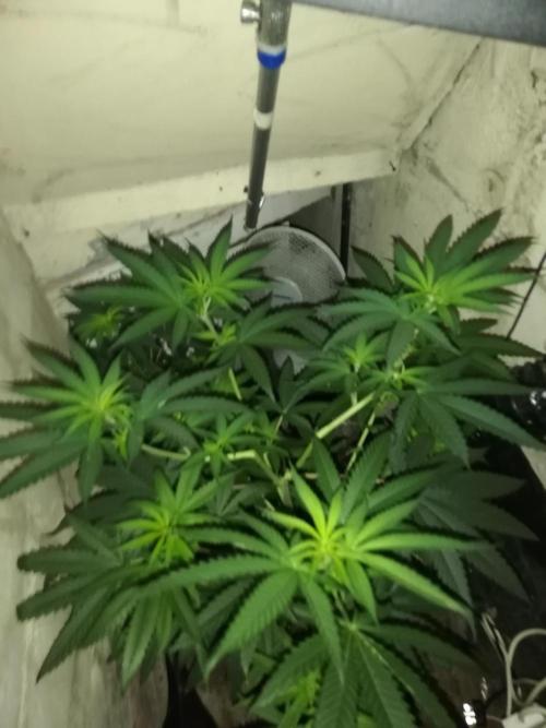 Lemon Cherry Runtz 100W LED. Week 7
