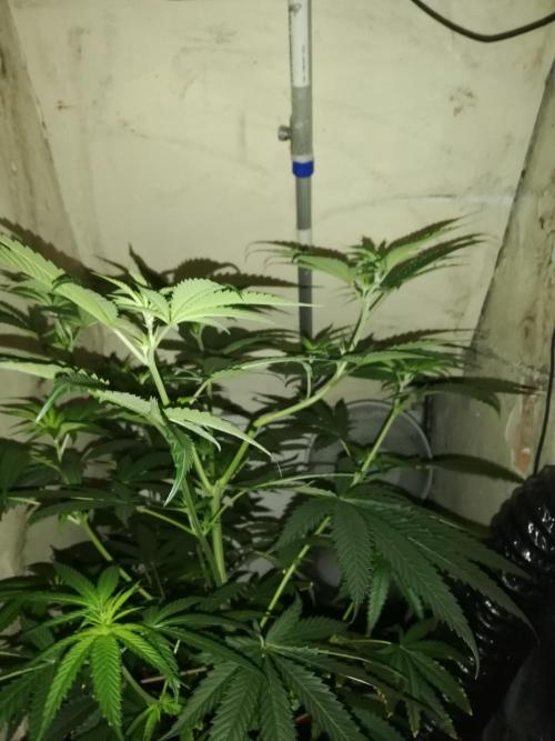 Lemon Cherry Runtz 100W LED. Week 7