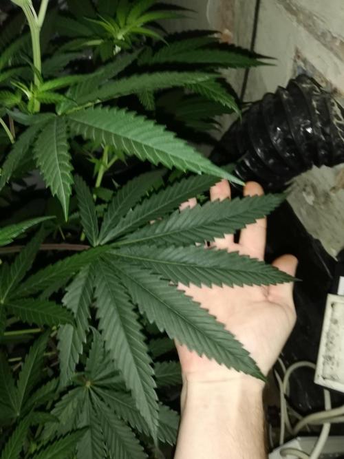 Lemon Cherry Runtz 100W LED. Week 7