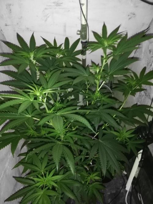 Lemon Cherry Runtz 100W LED. Week 8