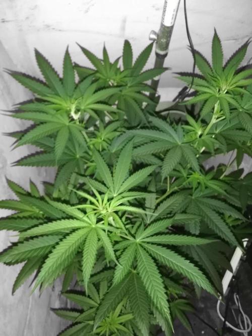 Lemon Cherry Runtz 100W LED. Week 8