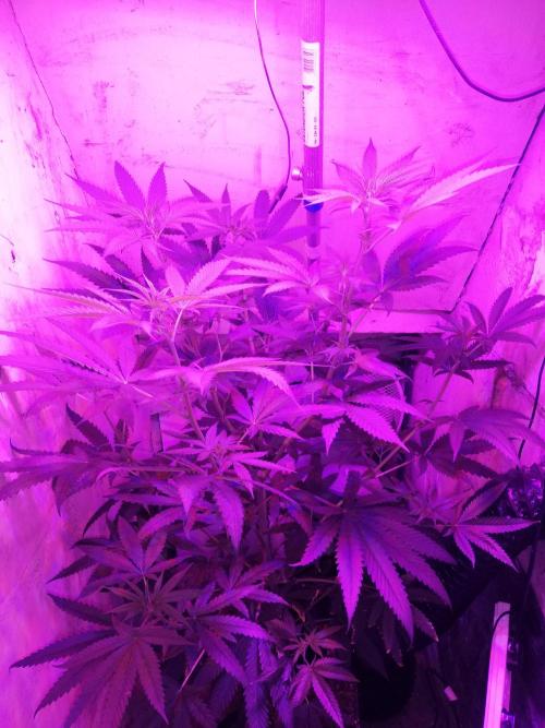 Lemon Cherry Runtz 100W LED. Week 8
