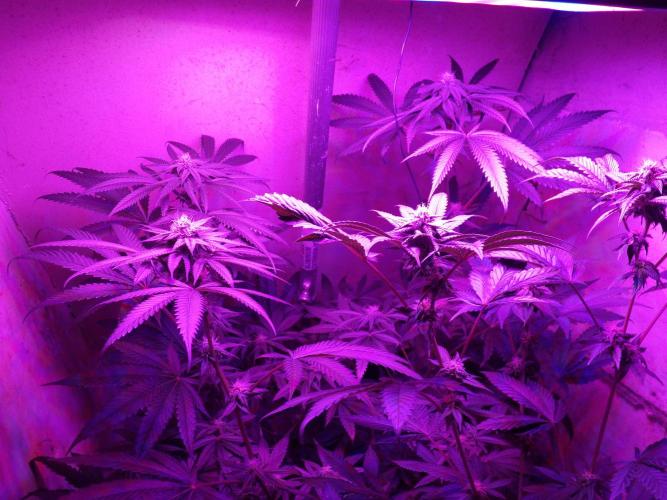 Lemon Cherry Runtz 100W LED. Week 11