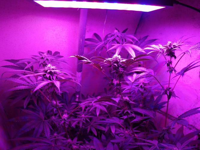 Lemon Cherry Runtz 100W LED. Week 11