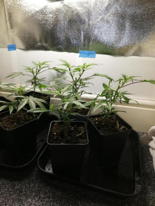 Clones from the mother, LC Runtz. Week 4
