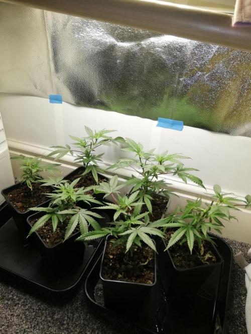 Clones from the mother, LC Runtz. Week 4