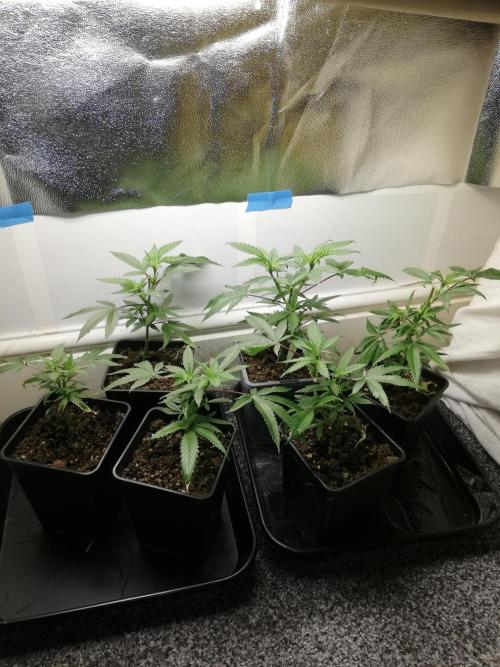 Clones from the mother, LC Runtz. Week 4