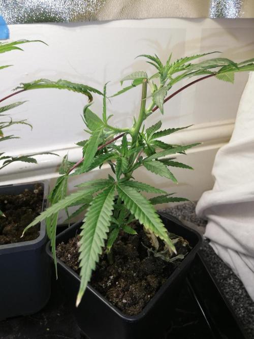 Clones from the mother, LC Runtz. Week 4