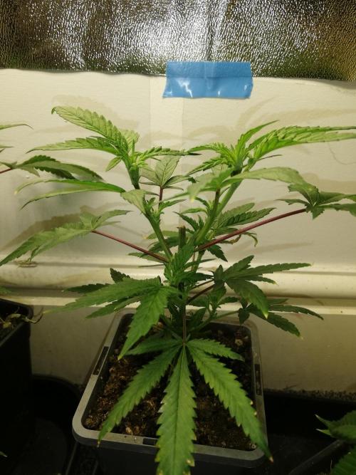 Clones from the mother, LC Runtz. Week 4