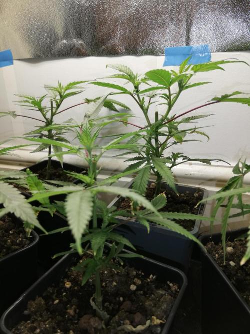 Clones from the mother, LC Runtz. Week 4