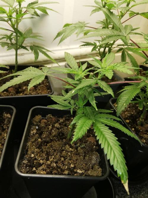 Clones from the mother, LC Runtz. Week 4