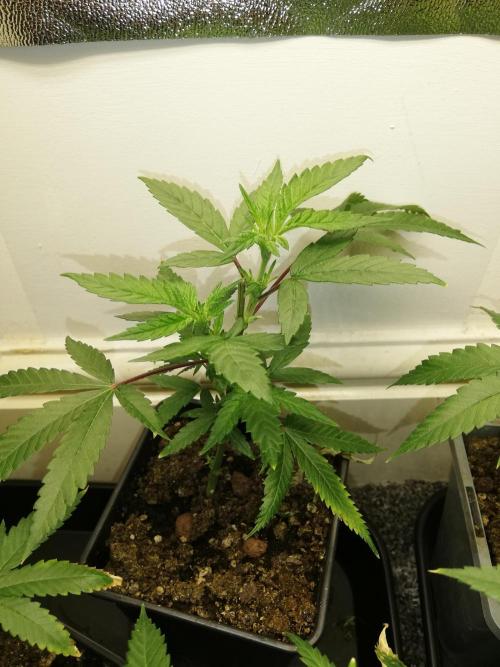 Clones from the mother, LC Runtz. Week 4