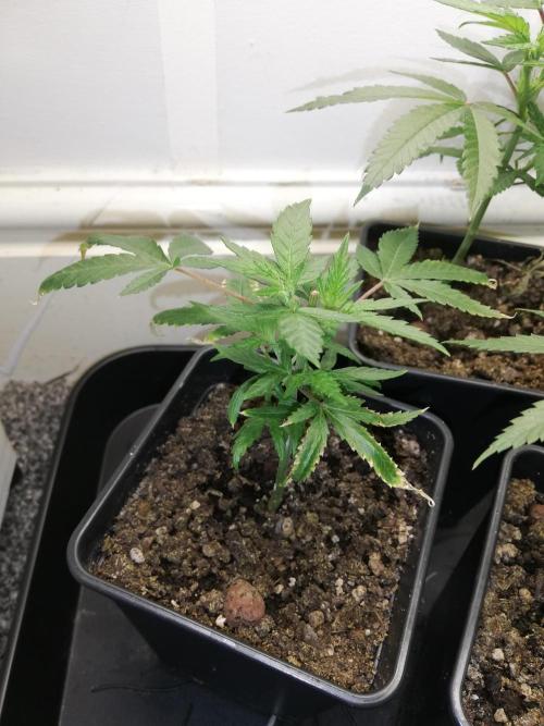 Clones from the mother, LC Runtz. Week 4