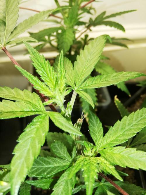 Clones from the mother, LC Runtz. Week 4