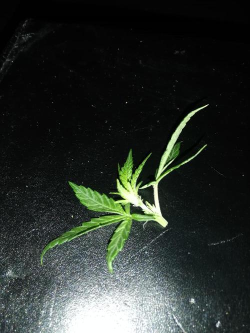 Clones from the mother, LC Runtz. Week 4