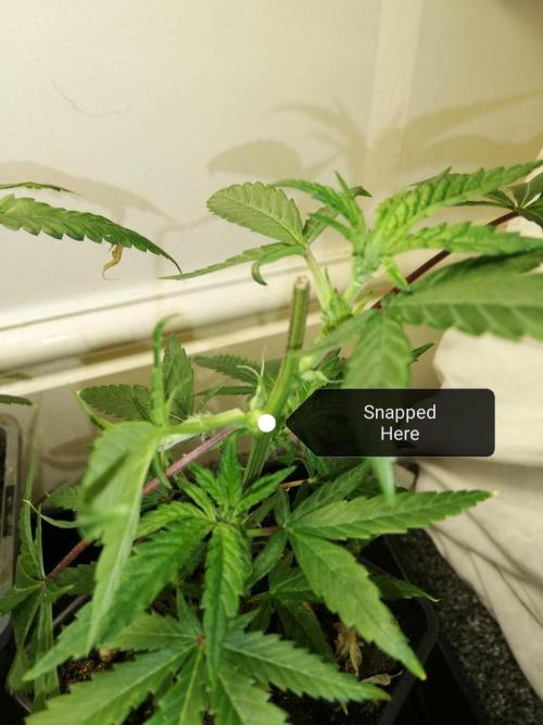 Clones from the mother, LC Runtz. Week 4