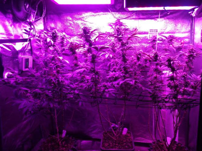 Sherbet Bananas🍌, Barney's Farm. Week 16