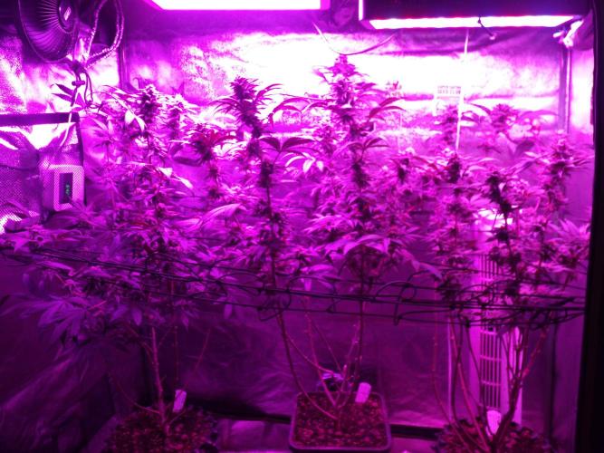 Sherbet Bananas🍌, Barney's Farm. Week 16