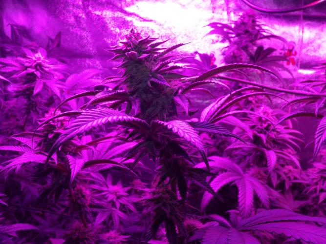 Sherbet Bananas🍌, Barney's Farm. Week 16