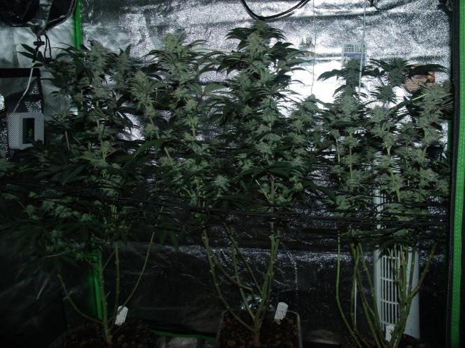 Sherbet Bananas🍌, Barney's Farm. Week 16