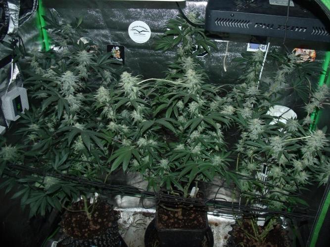 Sherbet Bananas🍌, Barney's Farm. Week 16