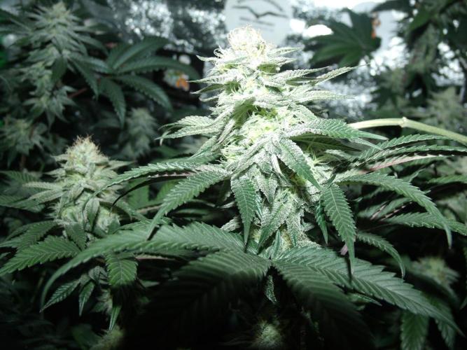 Sherbet Bananas🍌, Barney's Farm. Week 16