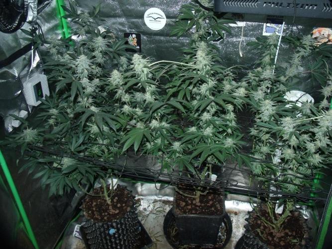 Sherbet Bananas🍌, Barney's Farm. Week 16