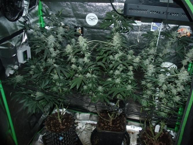 Sherbet Bananas🍌, Barney's Farm. Week 16